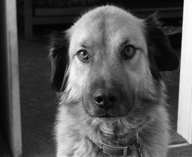 Иллюстрация к книге — Собака, которая спустилась с холма. Незабываемая история Лу, лучшего друга и героя [i_018.jpg]