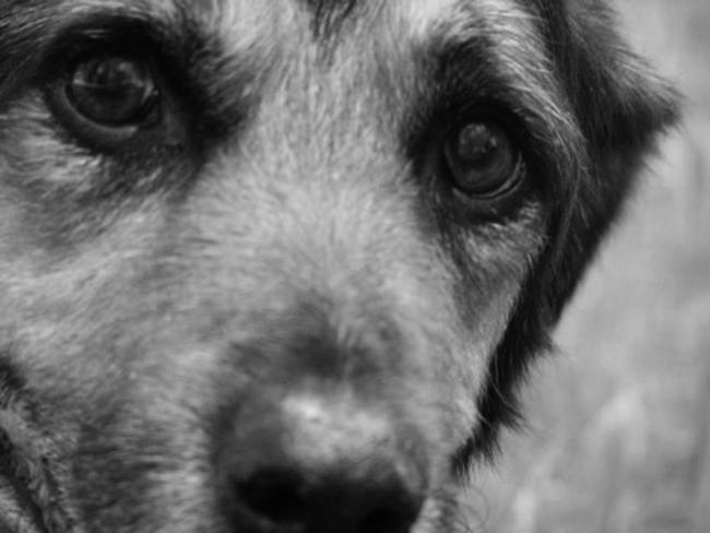 Иллюстрация к книге — Собака, которая спустилась с холма. Незабываемая история Лу, лучшего друга и героя [i_020.jpg]