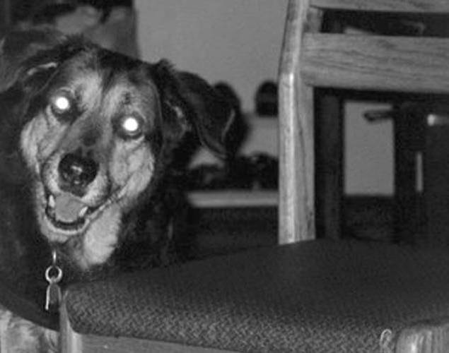 Иллюстрация к книге — Собака, которая спустилась с холма. Незабываемая история Лу, лучшего друга и героя [i_021.jpg]