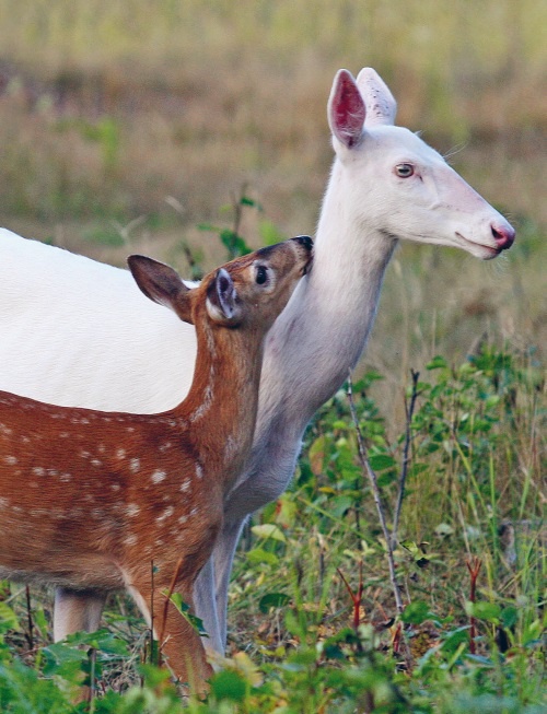 Иллюстрация к книге — Большая книга о счастье [i_019.jpg]