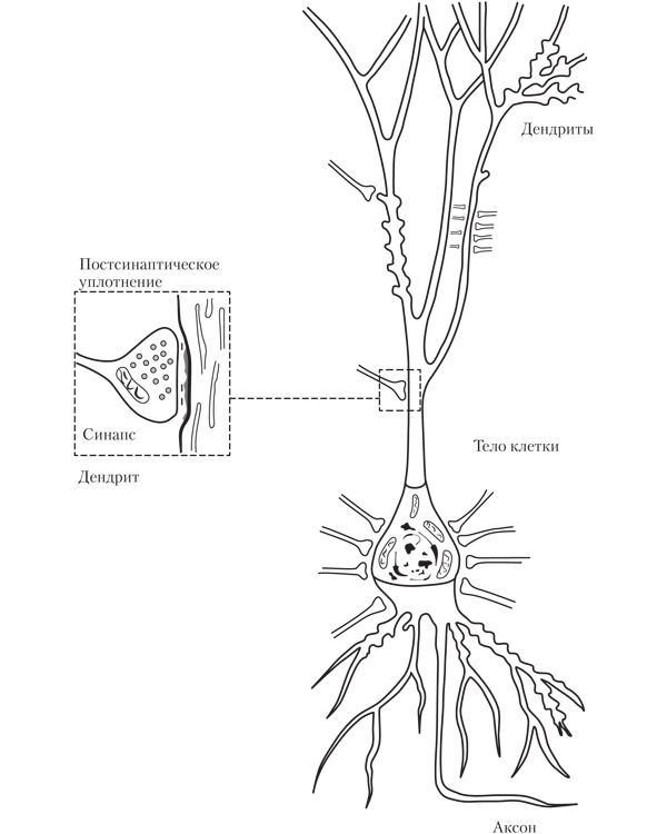 Иллюстрация к книге — Развитие интуиции. Как принимать верные решения без сомнений и стресса [i_010.jpg]