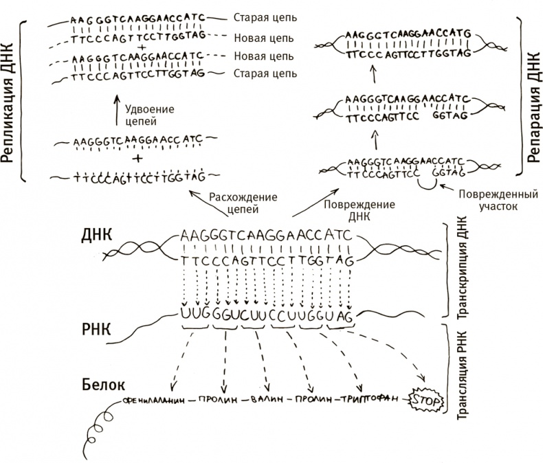 Иллюстрация к книге — Кто бы мог подумать! Как мозг заставляет нас делать глупости [i_058.jpg]
