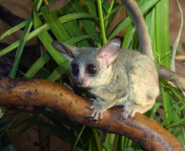 Иллюстрация к книге — Расы. Народы. Интеллект [_63.jpg]