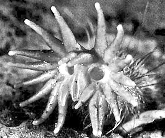 Иллюстрация к книге — Выдающийся ум. Мыслить как Шерлок Холмс [doc2fb_image_0200000F.jpg]