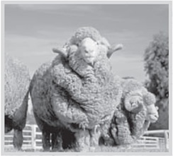 Иллюстрация к книге — Наука сна. Экскурсия в самую загадочную сферу жизни человека [i_011.jpg]