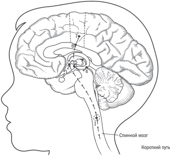 Иллюстрация к книге — Мой ребенок - интроверт. Как выявить скрытые таланты и подготовить к жизни в обществе [i_003.jpg]