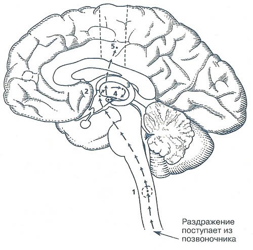 Иллюстрация к книге — Непобедимый интроверт [i_002.jpg]