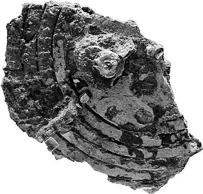 Иллюстрация к книге — Великие тайны Вселенной. От древних цивилизаций до наших дней [_06.jpg]