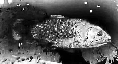 Иллюстрация к книге — Великие тайны Вселенной. От древних цивилизаций до наших дней [_58.jpg]