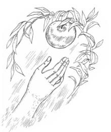 Иллюстрация к книге — Древняя история секса в мифах и легендах [img5517.jpg]