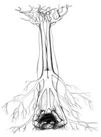 Иллюстрация к книге — Йога и сексуальные практики [i_075.jpg]