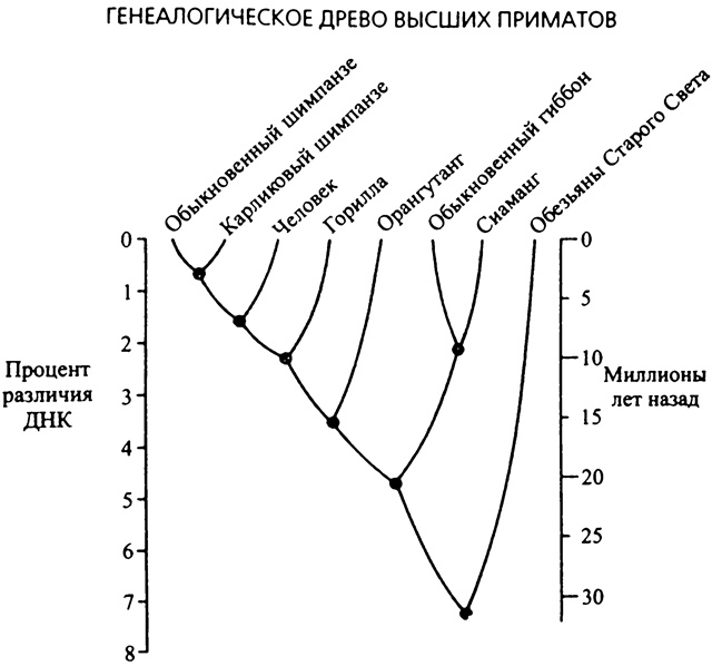 Иллюстрация к книге — Третий шимпанзе [nonjpegpng_ris1.jpg]
