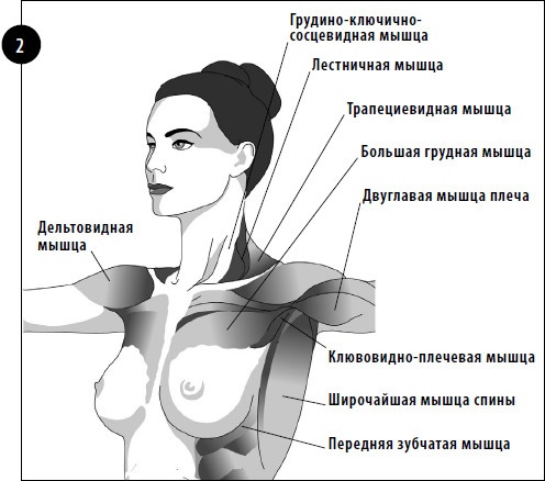 Иллюстрация к книге — Упражнения для увеличения груди [i_002.jpg]