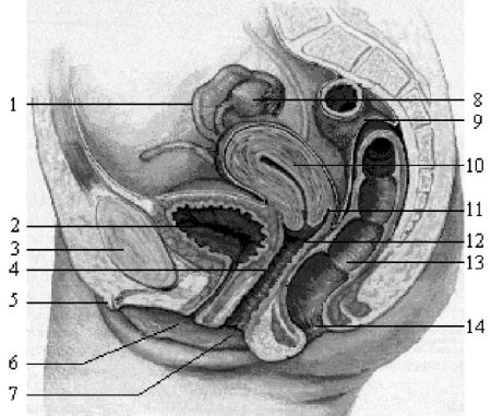 Иллюстрация к книге — Интимная гимнастика для женщин [i_001.jpg]