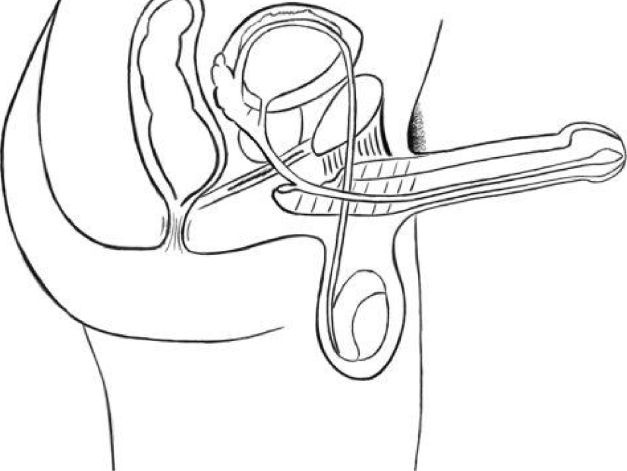Иллюстрация к книге — Упражнения для увеличения пениса [i_029.jpg]