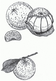 Иллюстрация к книге — Настольная книга гейши [_120.jpg]