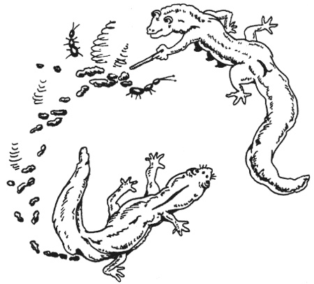 Иллюстрация к книге — Странности животной сексуальности. Как они делают это...? [i_014.jpg]