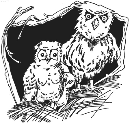 Иллюстрация к книге — Странности животной сексуальности. Как они делают это...? [i_021.jpg]