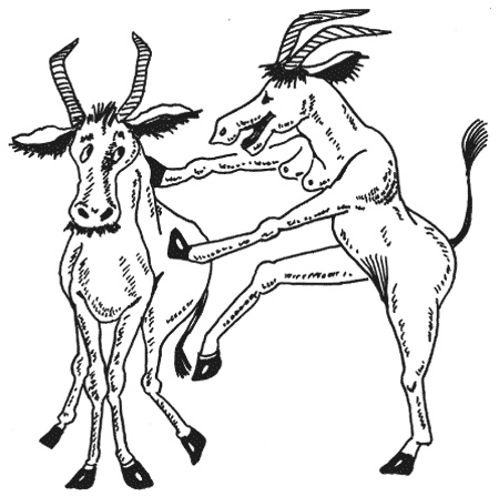 Иллюстрация к книге — Странности животной сексуальности. Как они делают это...? [i_024.jpg]