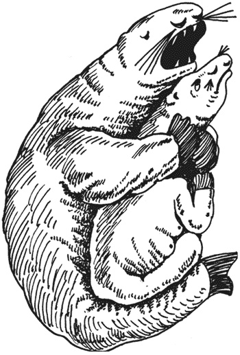 Иллюстрация к книге — Странности животной сексуальности. Как они делают это...? [i_026.jpg]