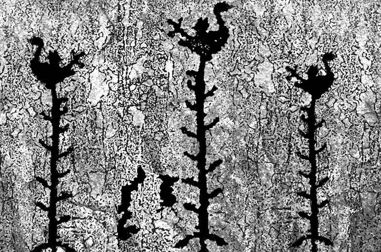 Иллюстрация к книге — Финское солнце [i_004.jpg]