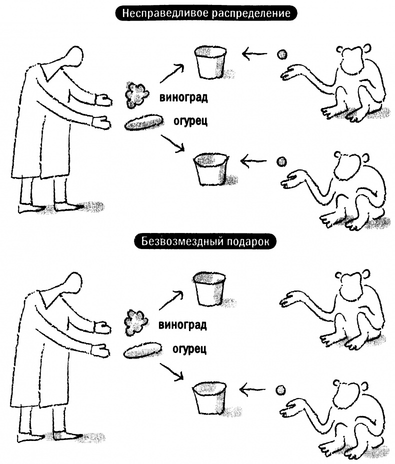 Иллюстрация к книге — Мораль и разум. Как природа создавала наше универсальное чувство добра и зла [img_22.jpg]