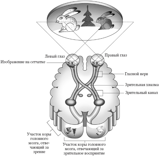Иллюстрация к книге — Интуиция. Как понять, что чувствуют, думают и хотят другие люди [_2.jpg]