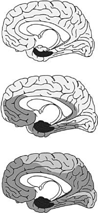 Иллюстрация к книге — Антимозг. Цифровые технологии и мозг [i_014.jpg]