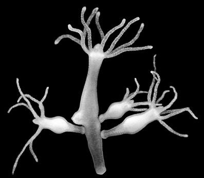 Иллюстрация к книге — Интеллектика. Как работает ваш мозг [_05.jpg]