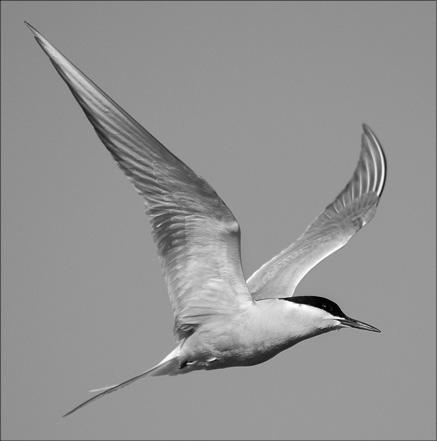 Иллюстрация к книге — Интеллектика. Как работает ваш мозг [_08.jpg]