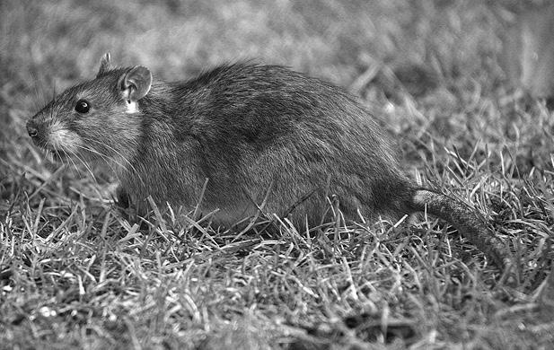 Иллюстрация к книге — Интеллектика. Как работает ваш мозг [_11.jpg]