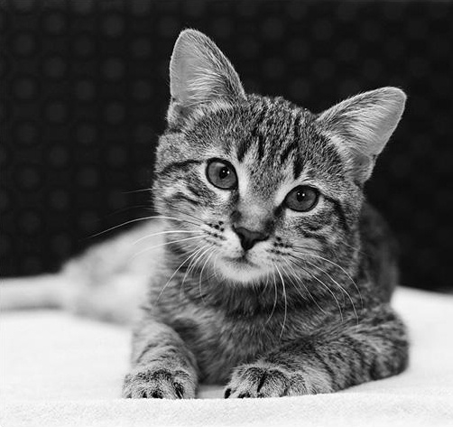 Иллюстрация к книге — Интеллектика. Как работает ваш мозг [_12.jpg]