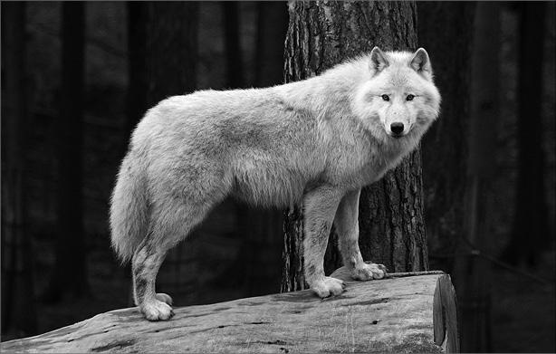 Иллюстрация к книге — Интеллектика. Как работает ваш мозг [_13.jpg]