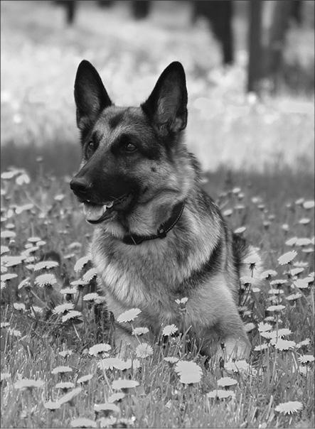 Иллюстрация к книге — Интеллектика. Как работает ваш мозг [_14.jpg]