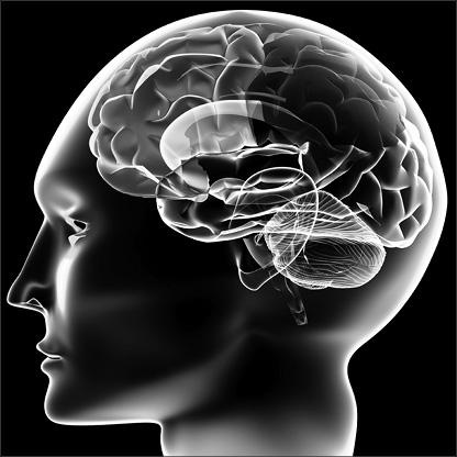 Иллюстрация к книге — Интеллектика. Как работает ваш мозг [_17.jpg]