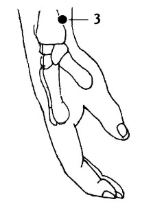 Иллюстрация к книге — Большой атлас целительных точек. 200 упражнений для здоровья и долголетия [i_010.jpg]