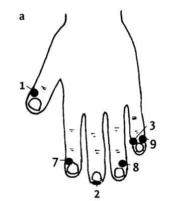 Иллюстрация к книге — Большой атлас целительных точек. 200 упражнений для здоровья и долголетия [i_018.jpg]
