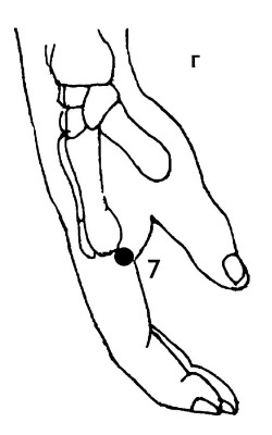 Иллюстрация к книге — Большой атлас целительных точек. 200 упражнений для здоровья и долголетия [i_024.jpg]