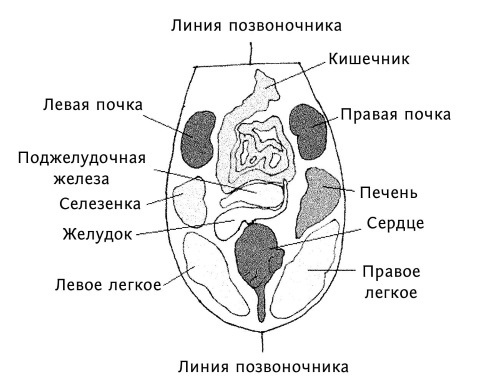 Иллюстрация к книге — Большой атлас целительных точек. 200 упражнений для здоровья и долголетия [i_171.jpg]