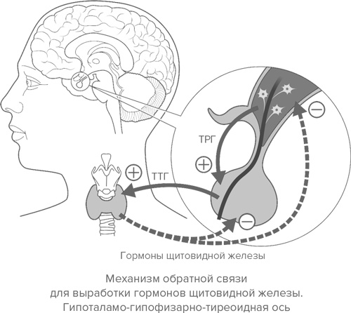 Иллюстрация к книге — Человек уставший. Как победить хроническую усталость и вернуть себе силы, энергию и радость жизни [i_002.jpg]