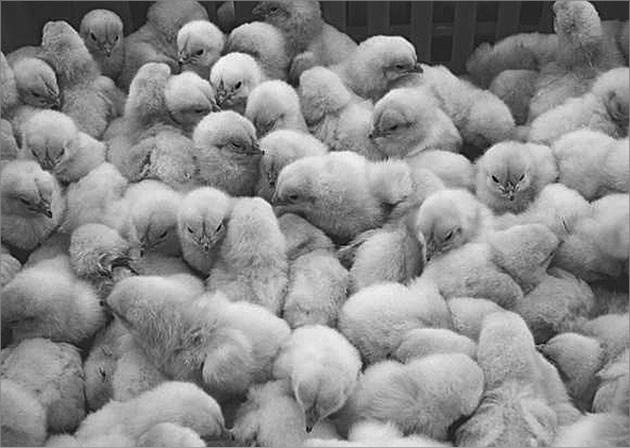 Иллюстрация к книге — Мирная еда [_01.jpg]