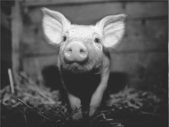 Иллюстрация к книге — Мирная еда [_04.jpg]