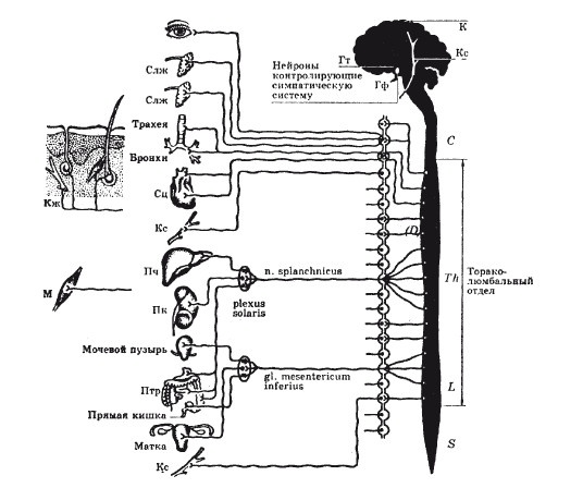 Иллюстрация к книге — Исцеляющие методики массажа. Комплексный подход [i_003.jpg]