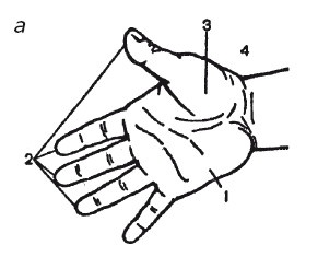 Иллюстрация к книге — Исцеляющие методики массажа. Комплексный подход [i_048.jpg]