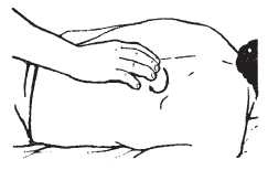 Иллюстрация к книге — Исцеляющие методики массажа. Комплексный подход [i_058.jpg]