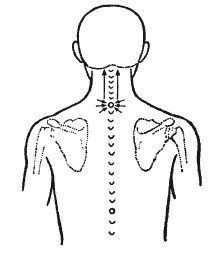 Иллюстрация к книге — Исцеляющие методики массажа. Комплексный подход [i_095.jpg]