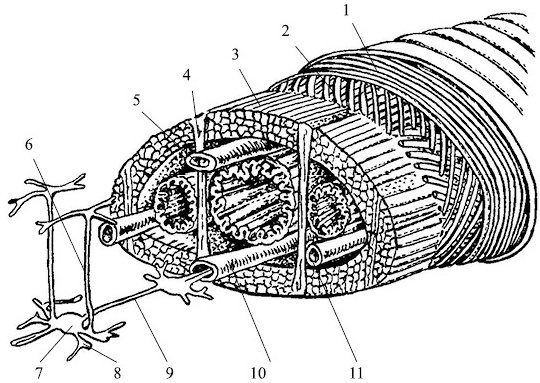 Иллюстрация к книге — Лечение пиявками. Теория и практика гирудотерапии [i_004.jpg]