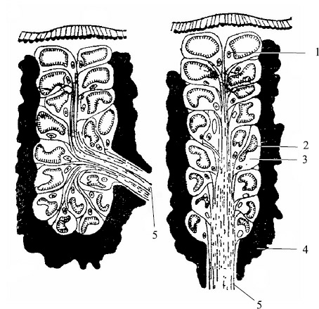 Иллюстрация к книге — Лечение пиявками. Теория и практика гирудотерапии [i_005.jpg]