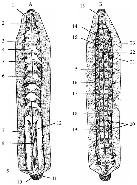 Иллюстрация к книге — Лечение пиявками. Теория и практика гирудотерапии [i_007.jpg]