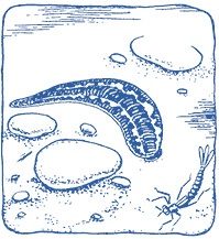 Иллюстрация к книге — Лечение пиявками. Теория и практика гирудотерапии [i_008.jpg]